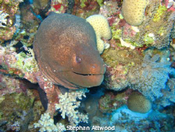 Giant Moray chilling out by Stephan Attwood 